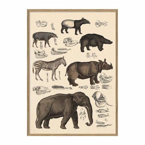 The Dybdahl - Animalia - Billede 50x70