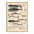 The Dybdahl - Animalia (Hval) - Billede 50x70