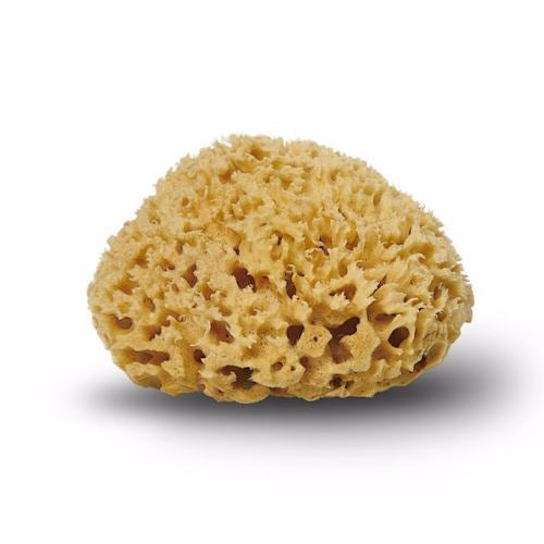 Natursvamp, svampens konge, BADESVAMP,