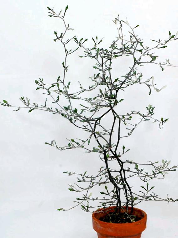 Plante Corokia potteplante