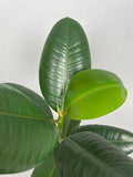 Plante gummitræ Ficus 43 cm.