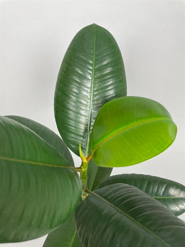 Plante gummitræ Ficus 43 cm.