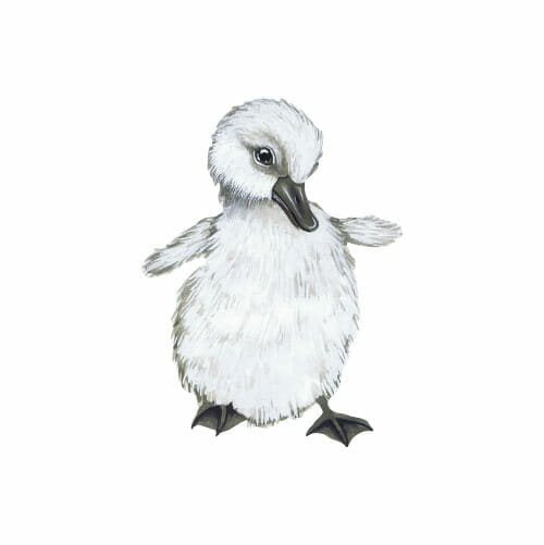 Thats Mine Wall Stickers The beautiful duckling
