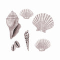 Thats Mine Wall Stickers Seashell – Rose